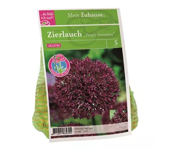 Blumenzwiebel Allium 'Purple Sensation'