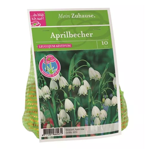 Blumenzwiebel Aprilbecher weiß