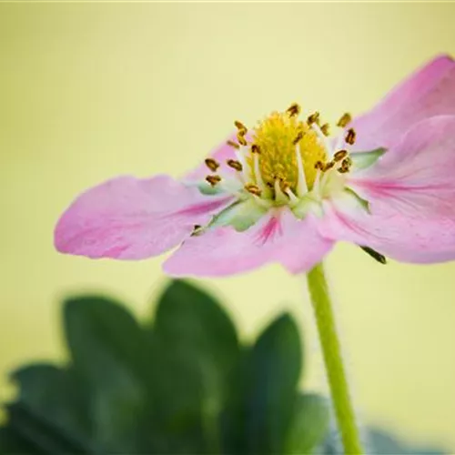 Erdbeeren verfrühen