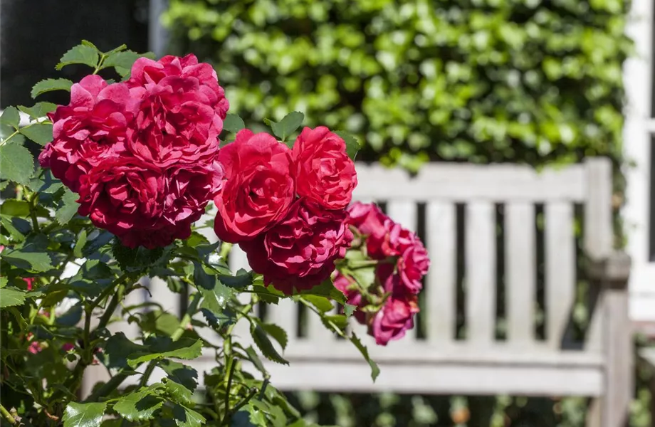 Gartenräume optimal gestalten