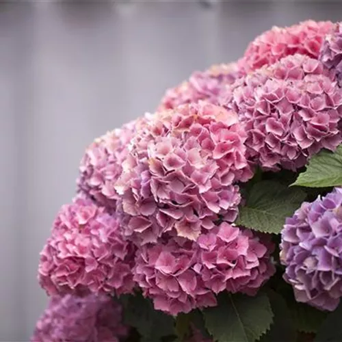 Die Hortensie im Garten