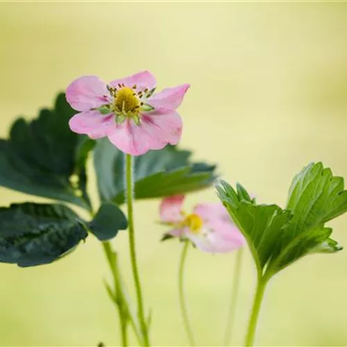 Erdbeeren setzen