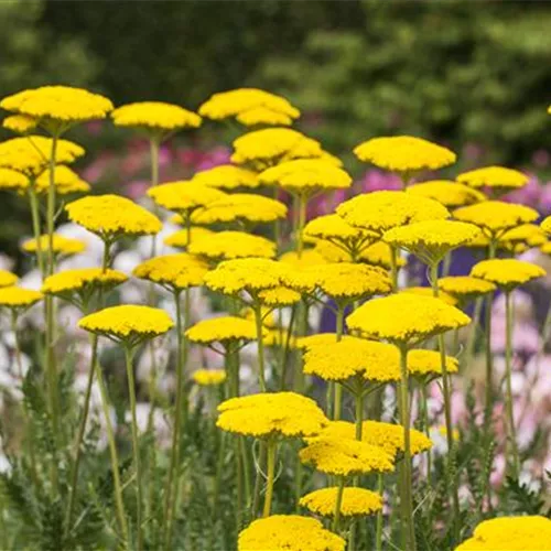 Der Landhausgarten: Unberührte Natur