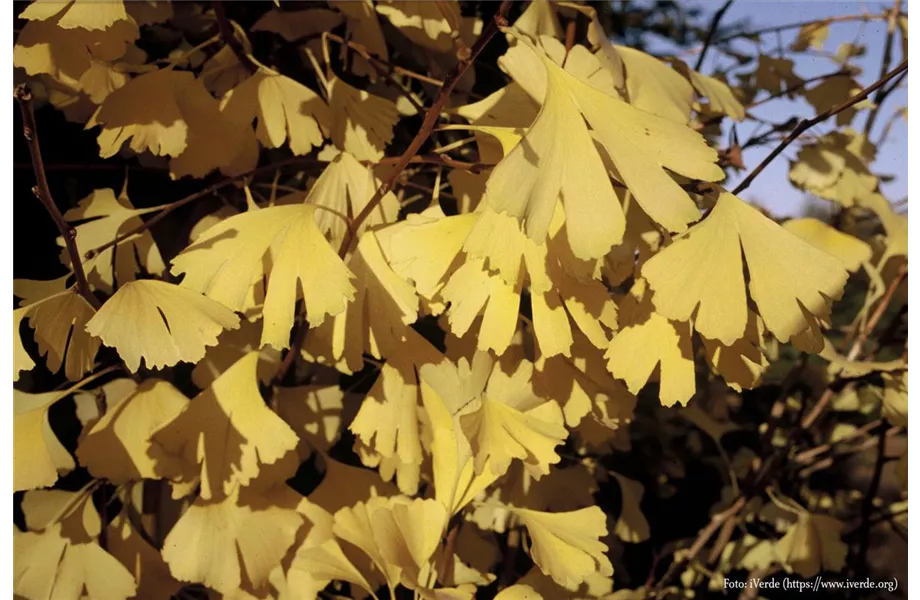 Pflanz den goldenen Herbst!