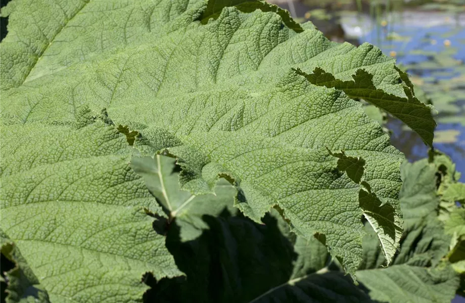 Die Exoten im Garten