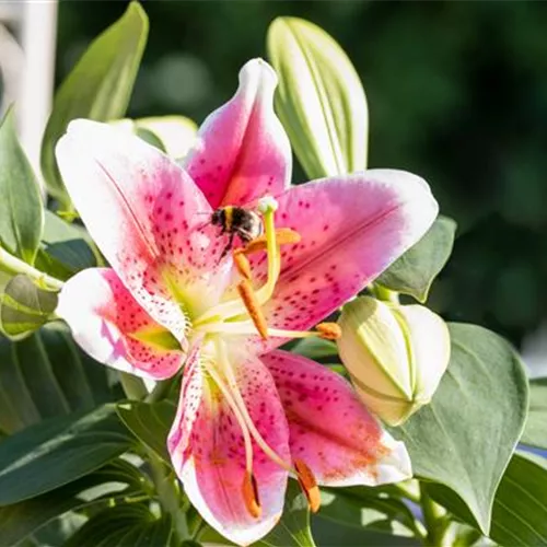 Pflanzzeit für Lilien