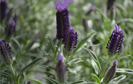 garten_kraeuter_kaufen_gaertnerei_nuernberg_hoefles_04.jpg