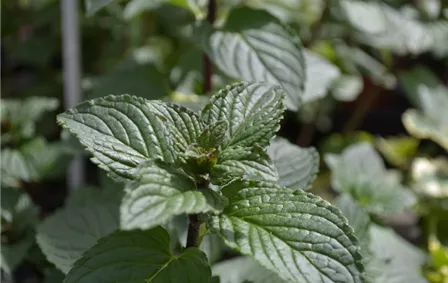 gartenkraeuter_kraeuterpflanzen_kaufen_gaertnerei_nuernberg_hoefles_01.jpg