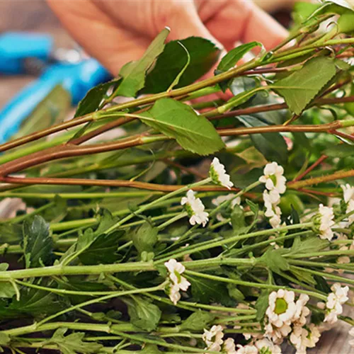 Blumen und Blumensträuße